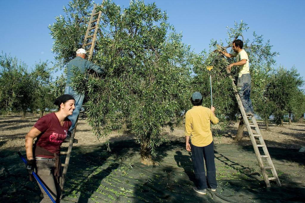 Masseria Sant'Agapito Lucera Extérieur photo